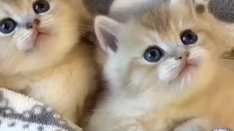 Cute kittens 😍