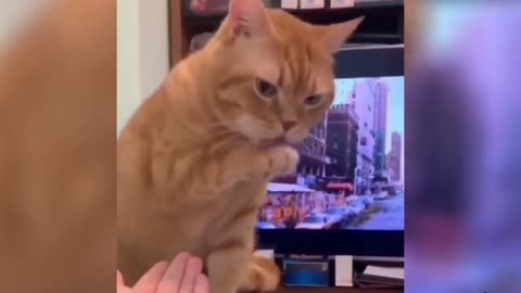 cute and funny pets