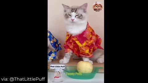 cats funny compilation video ep#8