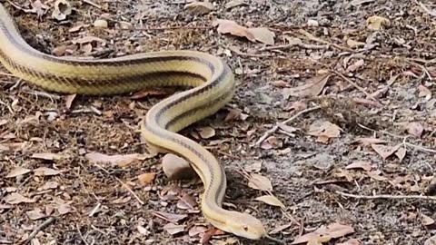 Slithering Snake Is Challenged By Squirrel