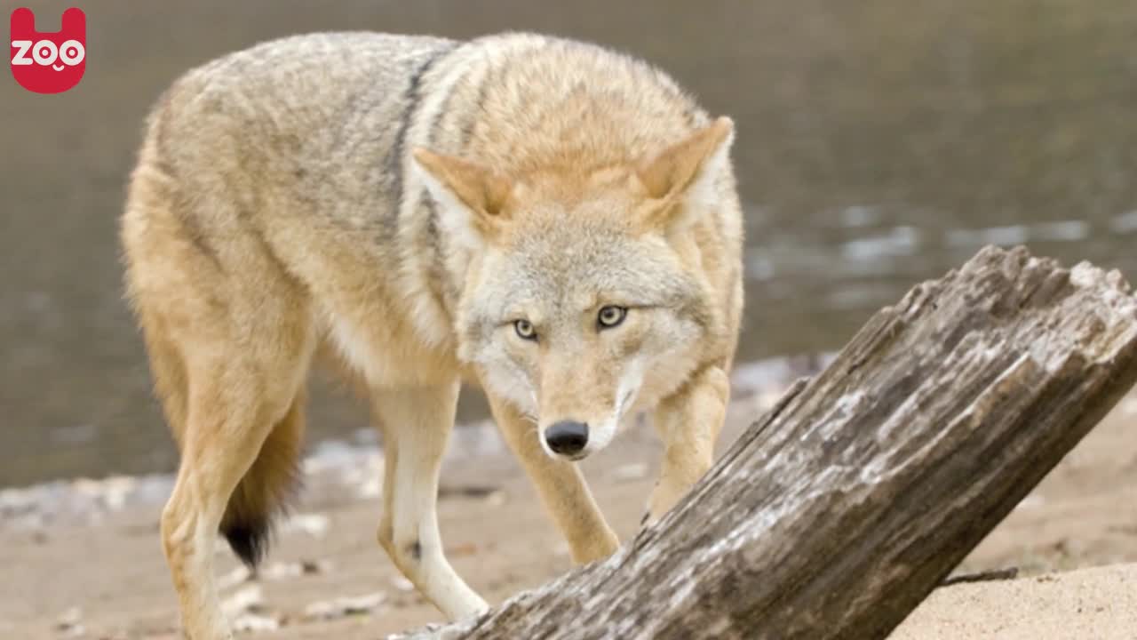 America's Greatest Animals: Coyote