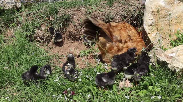 hen making home for her chicks
