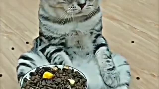 Tiktok Funny Cat Video Collection