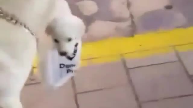 Cute dog