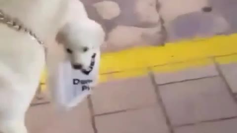 Cute dog