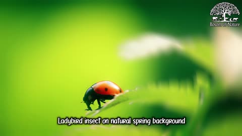 Ladybird insect on natural spring background