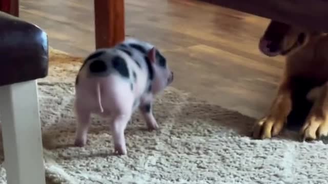 pegthepig#cute#minipig