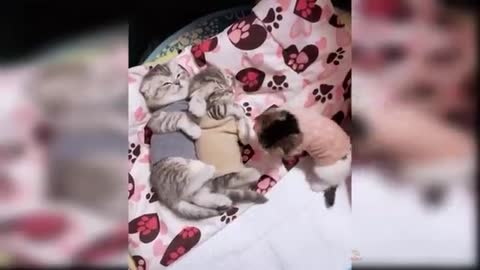 Baby Cats - Cute and Funny Cat skills
