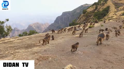 Ultimate African Wildlife Didan Tv ULTRA HD / Didan Tv