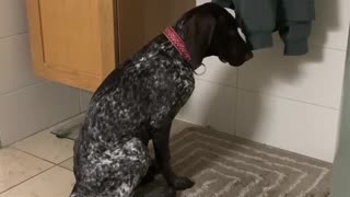 Velcro puppy
