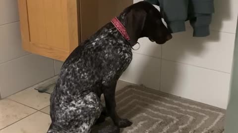 Velcro puppy