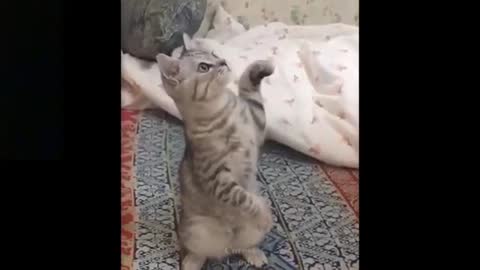 Cat Funny Video