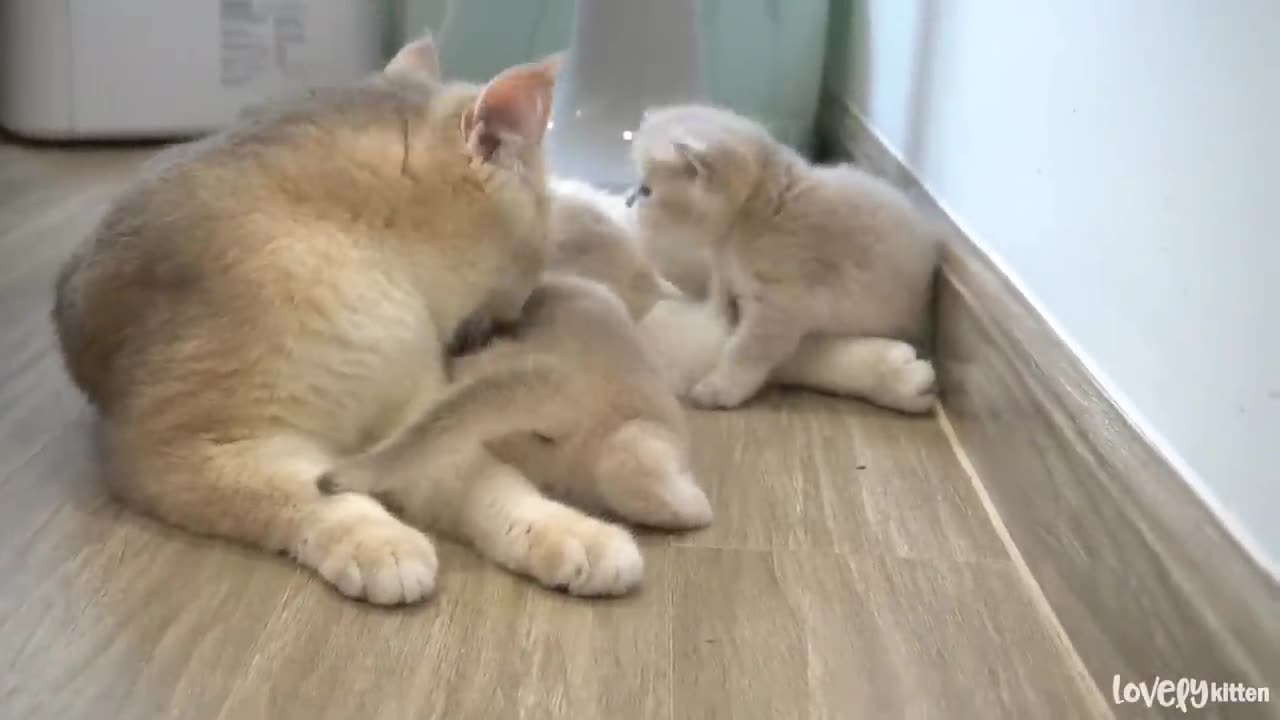 The way the mother cat loves her kitten is very strongly