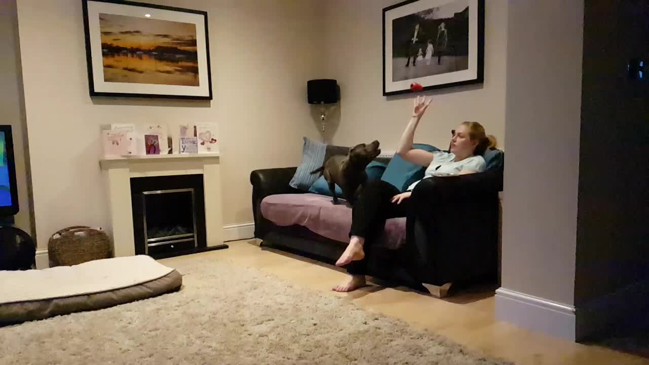 Flying Roxy