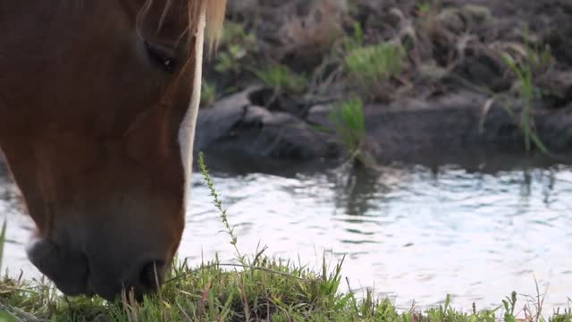 horse near stream eating grass