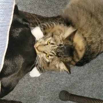 Cat plays with dog, Purdy and Nala