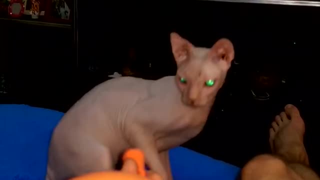 sphinx is not afraid of the ball