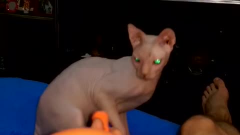sphinx is not afraid of the ball