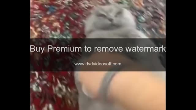Funny Cats Doing Crazy Things