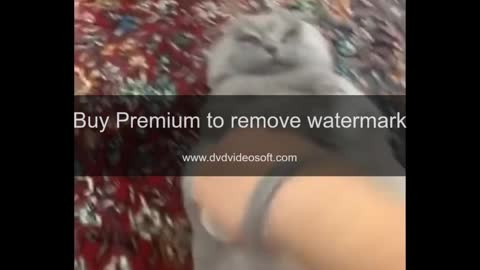 Funny Cats Doing Crazy Things