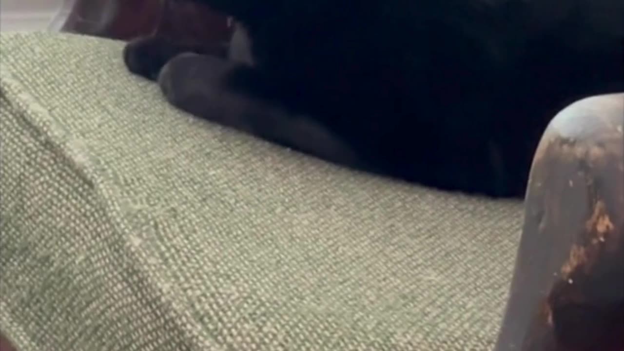 Adopting a Cat from a Shelter Vlog - Cute Precious Piper Tests the Lobby Furniture #shorts