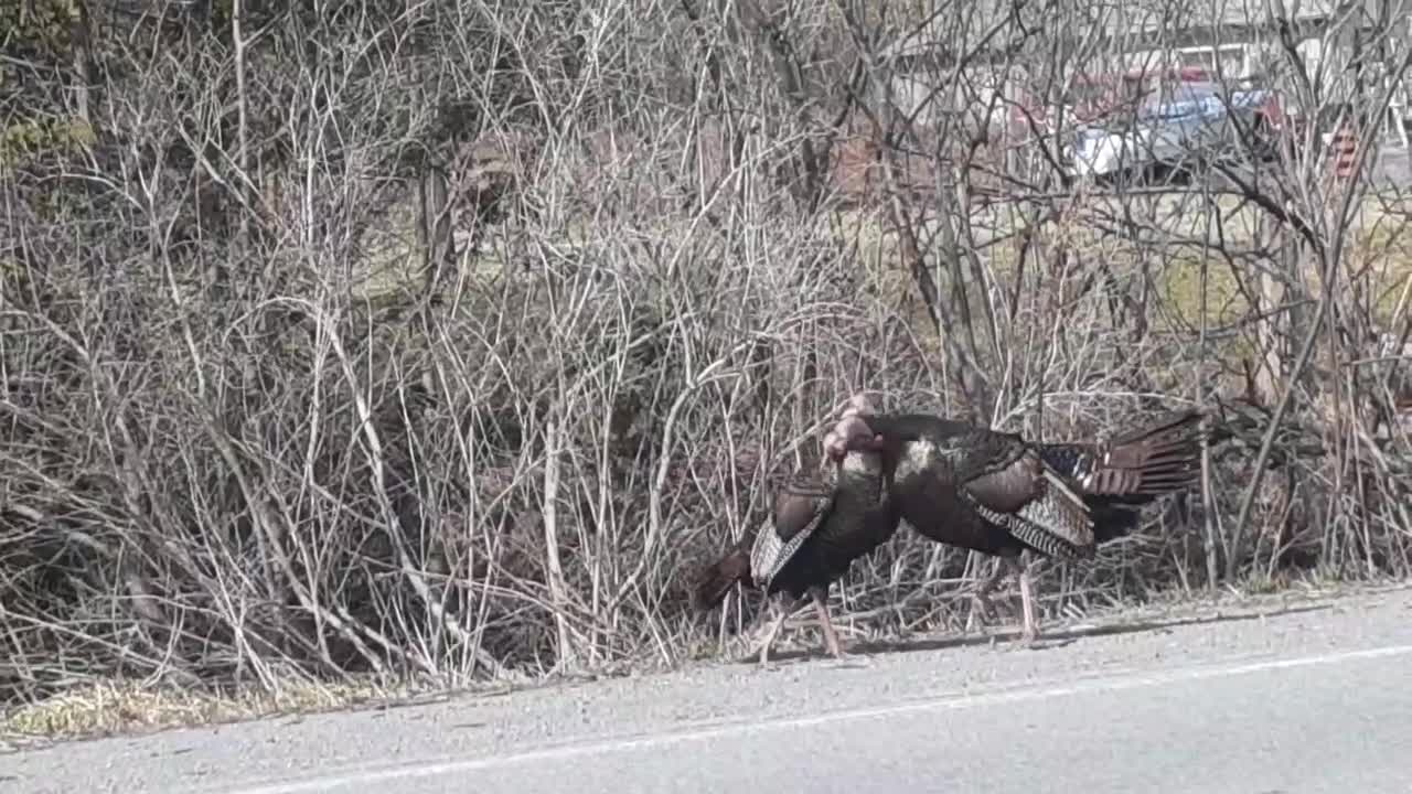 Two turkeys fighting.