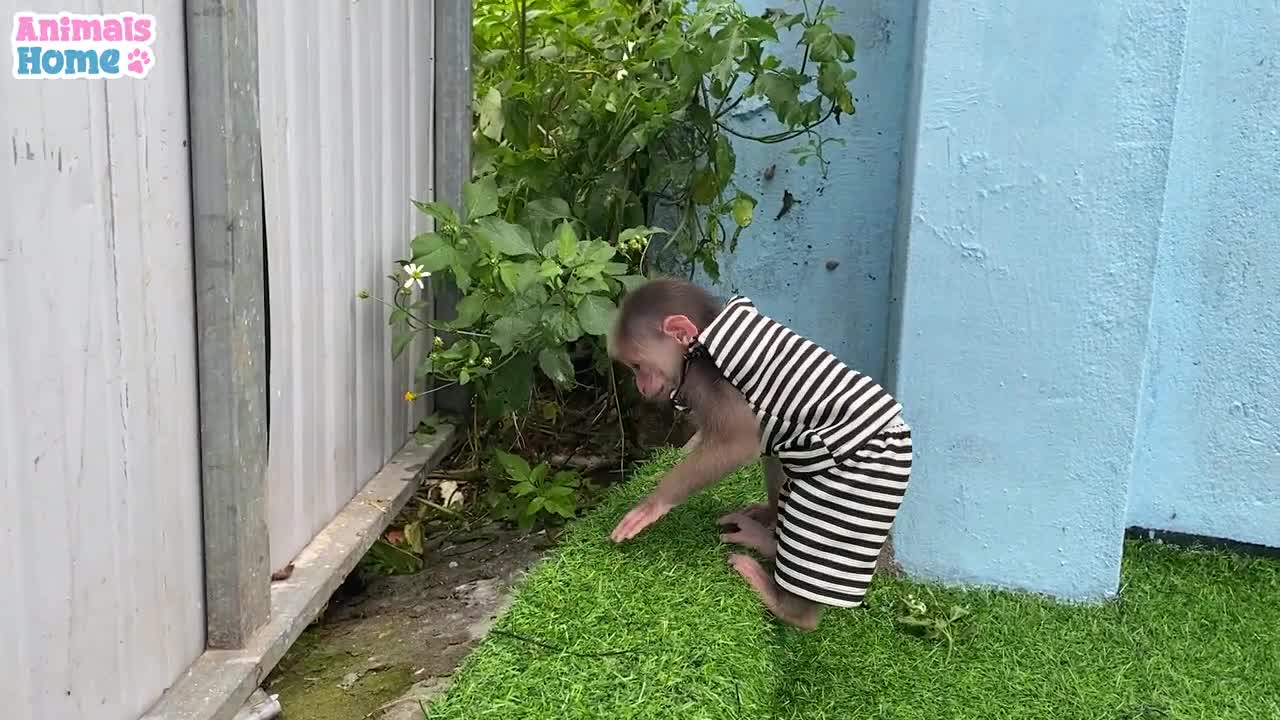 Smart baby monkey helps dad feed the baby parrots