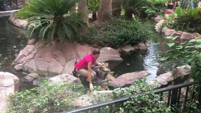 Feeding at Habitat at Flamingo LV