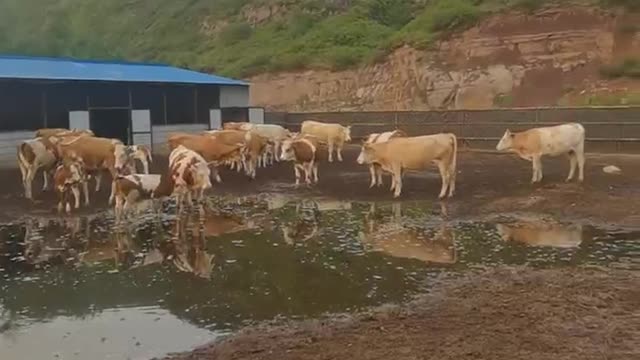 a herd of oxen