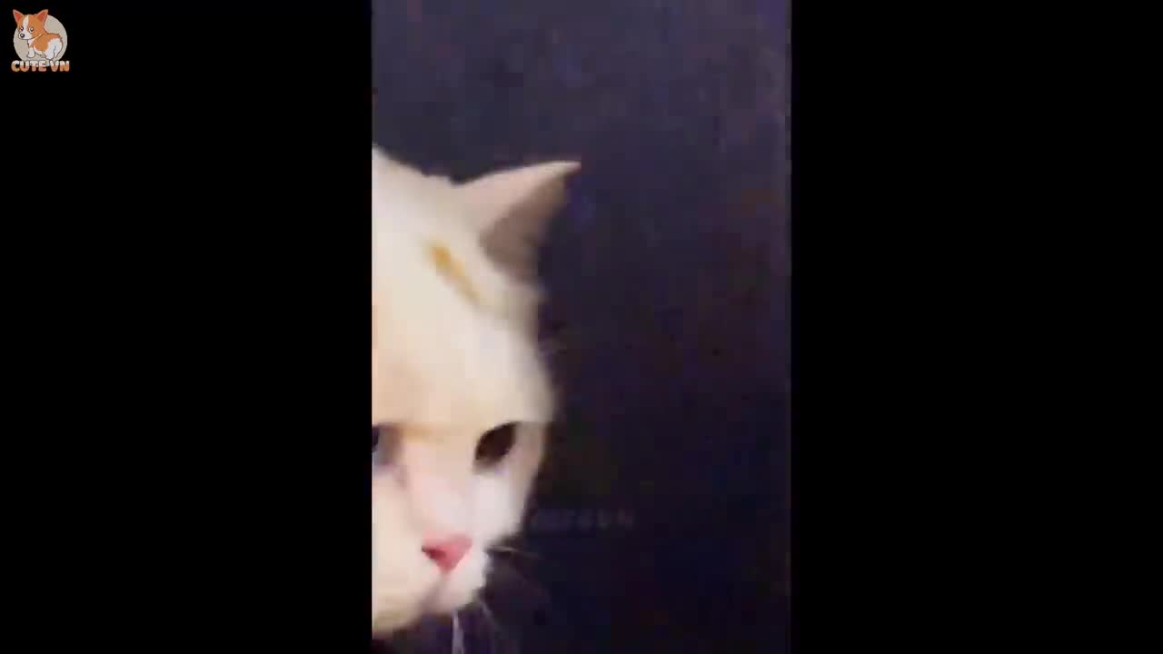 what beautiful 💗Aww - Funny and Cute Dog and Cat