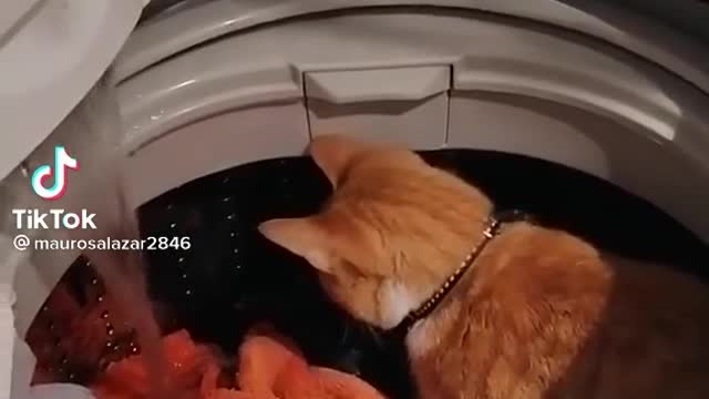 Cute cat in a washing machine