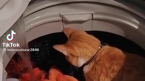 Cute cat in a washing machine