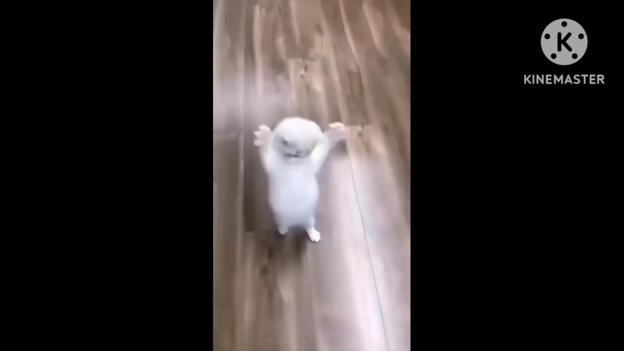 Animal funny video