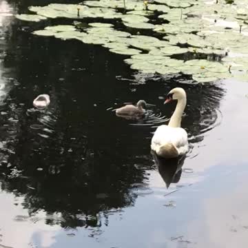 Family of swan 🦢 (like share and subscribe)