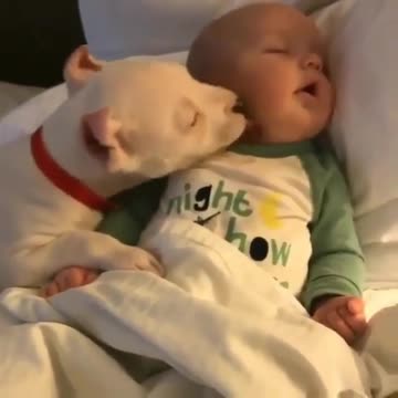 Cat loves bunny best friend, can't stop kissing her baby