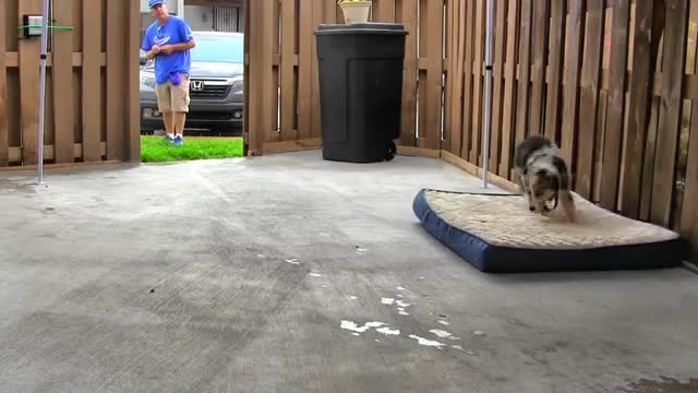 Dog fun with bed training , Teach your dog bed command, using positive dog training