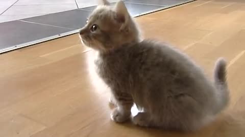 Cute munchkin baby kitten talks too much_HIGH