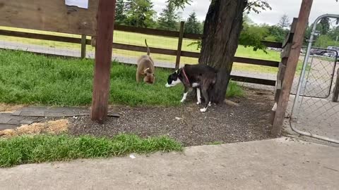 German Shepherd Attacks Pitbull [OFF LEASH DOG PARK] awsom