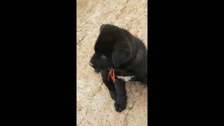 Clever puppy showing emotions by his face