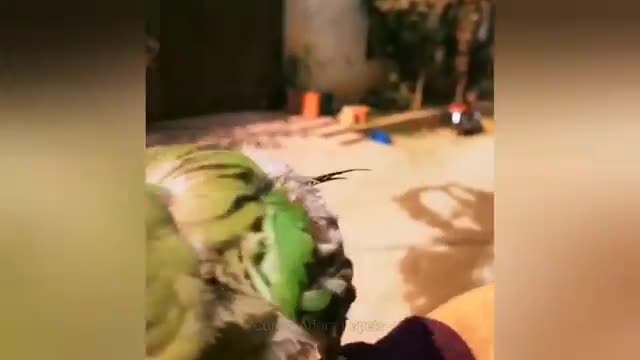 What happens when cat with parrot | cat & parrot 😘🐺🐾