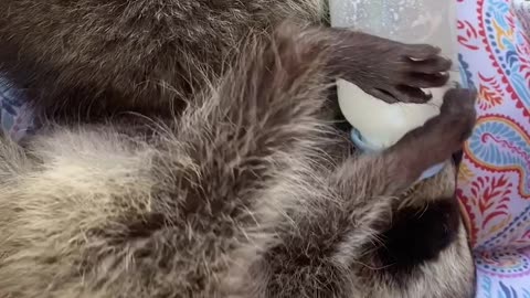 Baby Raccoons Hold Their Own Bottles