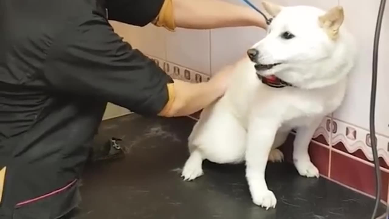 Groomer Calms Angry Dog Patiently