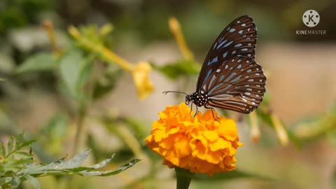 Relaxing Music | Sleeping, Meditation, Stress Relief | [1639] ⭐️