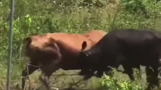 Animal zone