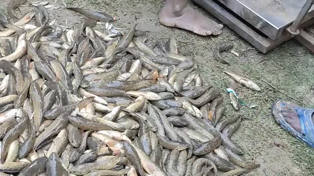 Machhali