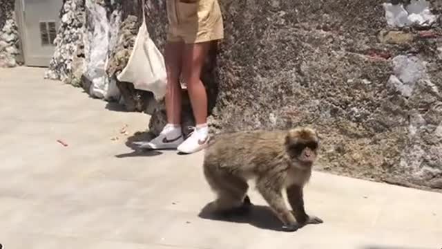 Watch Dangerous animals on this planet