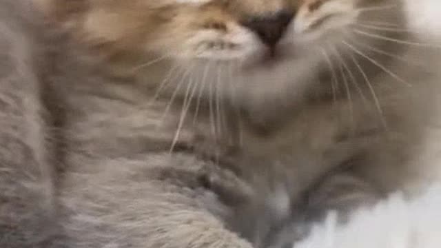 Cutest cat is giving sound like lion