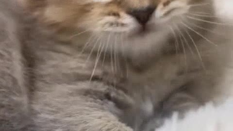 Cutest cat is giving sound like lion