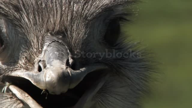 ostrich close up