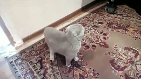 It's a real very funny cat!!!!